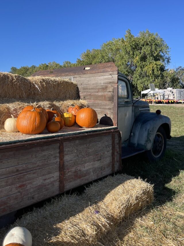 Antique farm truck with hay barrels and pumpkins on it on sunny fall day. Pumpkin patch, Maize In The City, Thornton near Denver, Colorado.