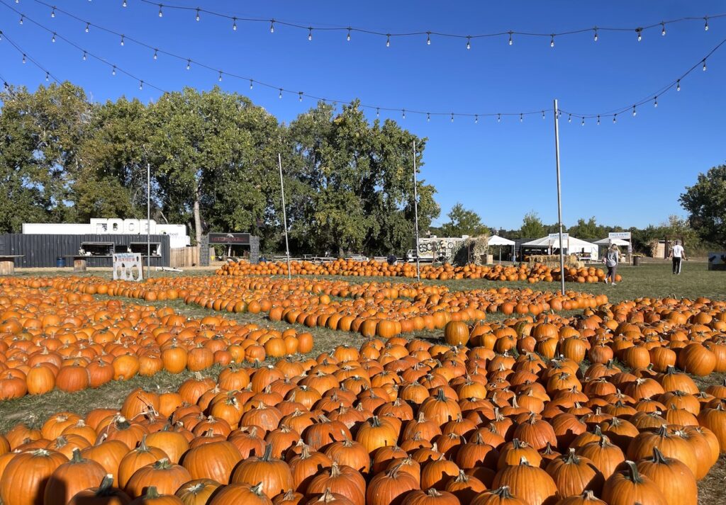 Huge pumpkin patch under string lights with food vendors and event tents in background on sunny fall day. Pumpkin patch, Maize In The City, Thornton near Denver, Colorado.