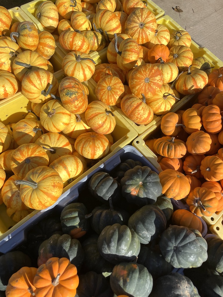 mini pumpkins pumpkin patch near Denver Colorado