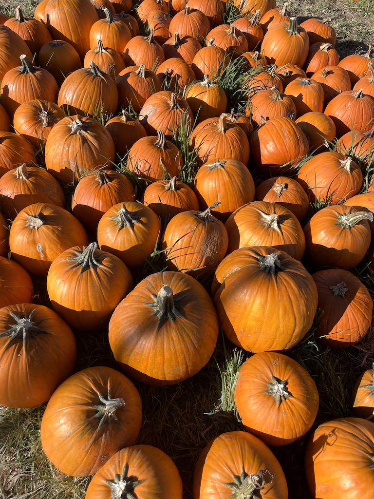 Large group of pumpkins at pumpkin patch on sunny fall day. Pumpkin patch, Maize In The City, Thornton near Denver, Colorado.