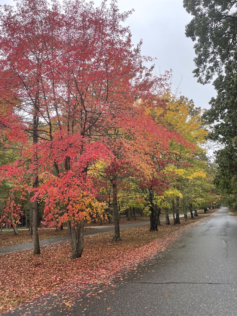 red fall colors north haven sag harbor the hamptons new york