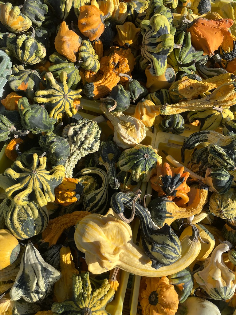Green, red, yellow winter squashes and gourds in large bin at outdoor market. Pumpkin patch, Maize In The City, Thornton near Denver, Colorado.