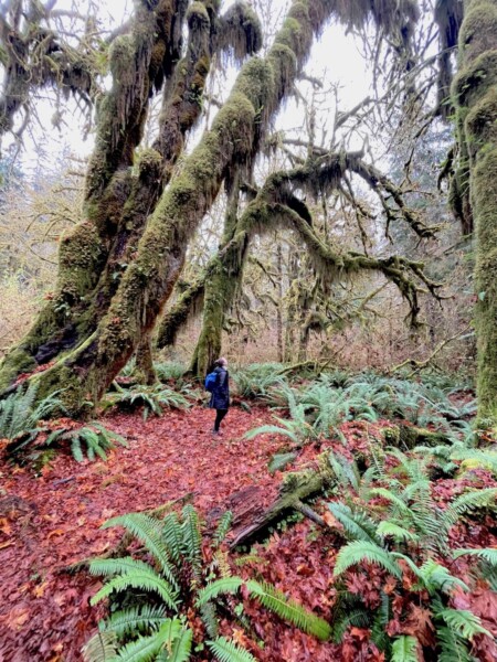 Woman standing under massive, moss-covered trees beneath floor of red leaves and green ferns on cold fall day. Trail of Mosses, Hoh Rainforest, Olympic National Park, Olympic Peninsula, Washington State.