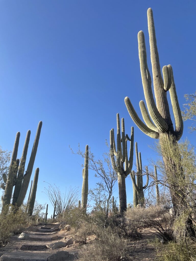 Tall saguaro cactus with many arms on hiking trail leading up a hill on bright, sunny day. Saguaro National Park, Tucson, Arizona.