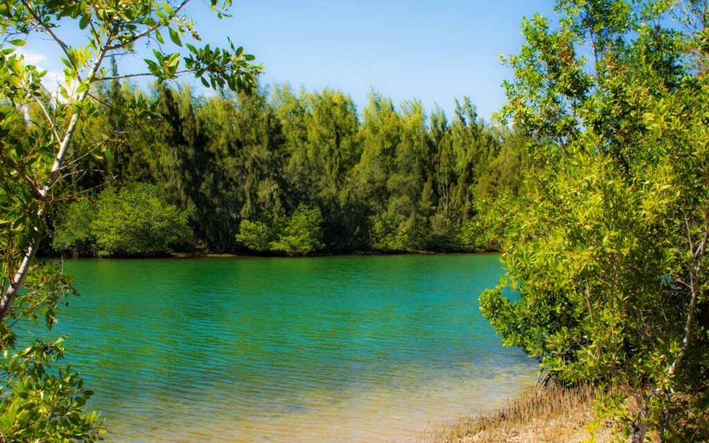 Emerald green water surrounded by dense green trees and shrubs on sunny day. Oleta River State Park, Miami, Florida.