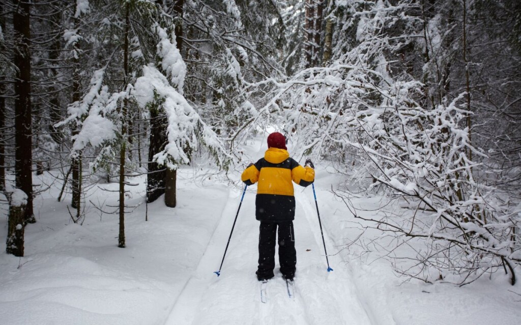 Man in yellow jacket cross-country skiing in snowy landscape surrounded by snow-covered pine trees. Catskills Mountains, Upstate, New York.