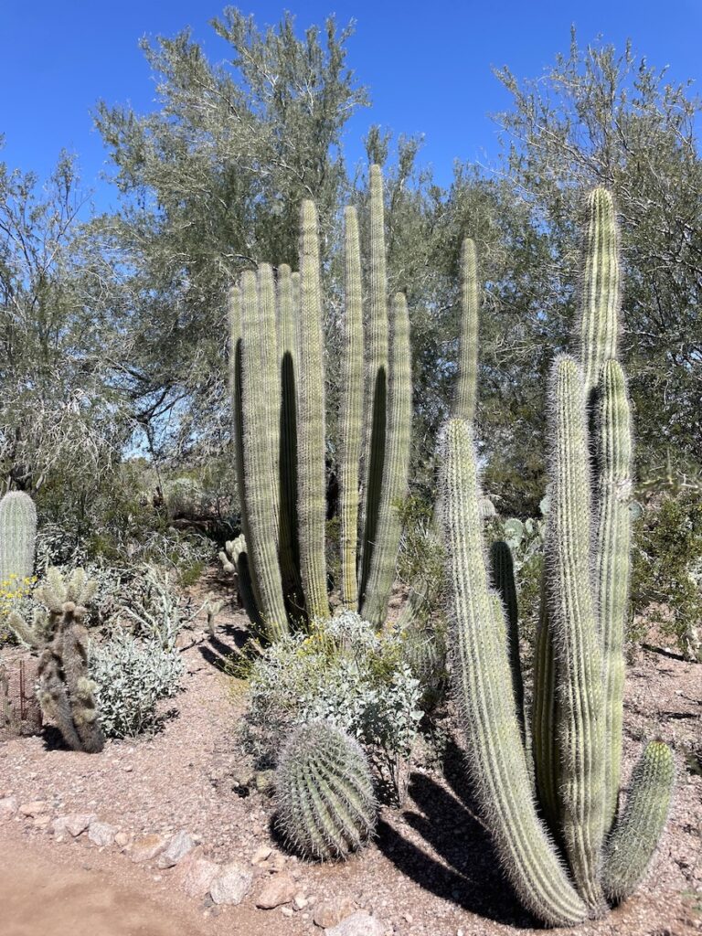 Cactus in desert botanical garden on sunny spring day. Desert Botanical Garden, Phoenix, Arizona.