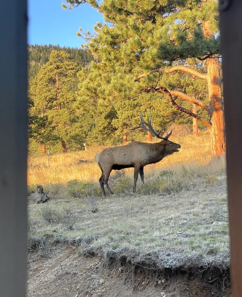 Elk with large rack bugling in mountains on sunny fall morning. Elk rut, Estes Park, Colorado.