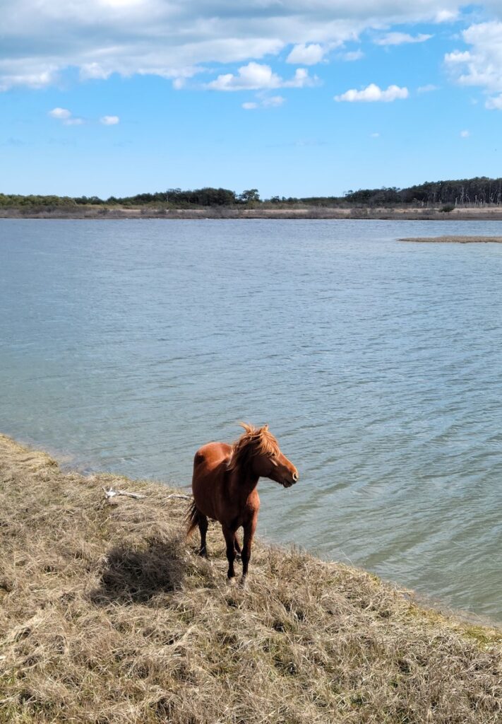 assateague island national seashore maryland wild horses