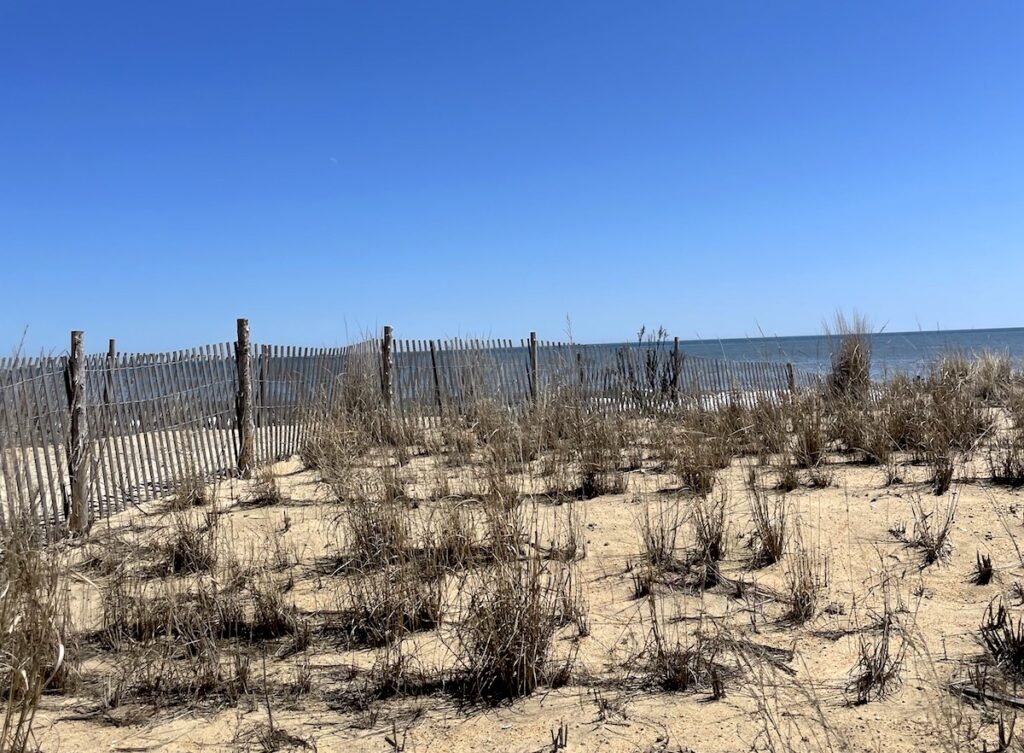 American beach grass covered sand dunes and small walking path to ocean on sunny day. Rehoboth Beach, Rehoboth Beach, Delaware.
