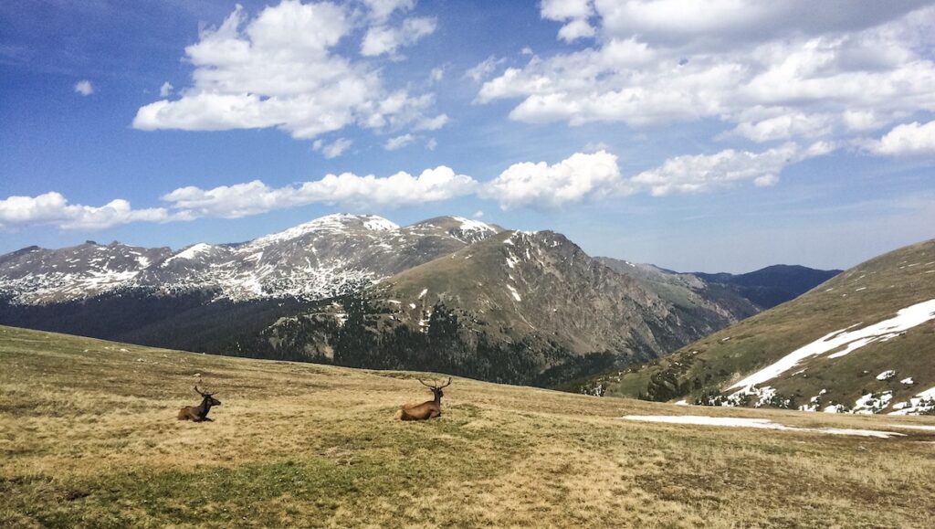 Two elk with large racks lounging on grassy, high elevation tundra overlooking dramatic mountain peaks in distance on sunny summer day. Rocky Mountain National Park, Trail Ridge Road scenic drive wildlife, Estes Park to Grand Lake, Colorado. (horizontal image)