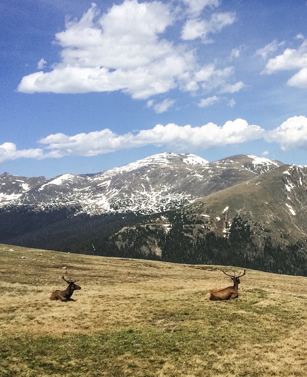 Two elk with large racks lounging on grassy, high elevation tundra overlooking dramatic mountain peaks in distance on sunny summer day. Rocky Mountain National Park, Trail Ridge Road scenic drive wildlife, Estes Park to Grand Lake, Colorado. (vertical image)