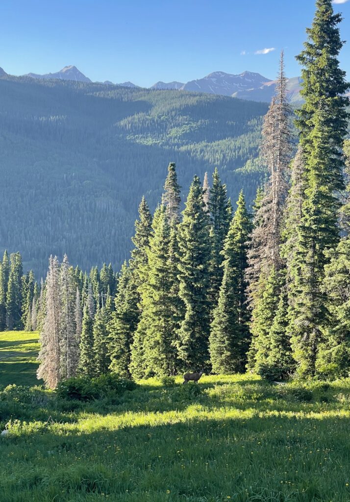 deer in mountains during summer summit of purgatory ski resort durango colorado