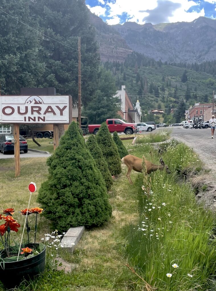wildlife deer oustide hotel ouray inn ouray colorado