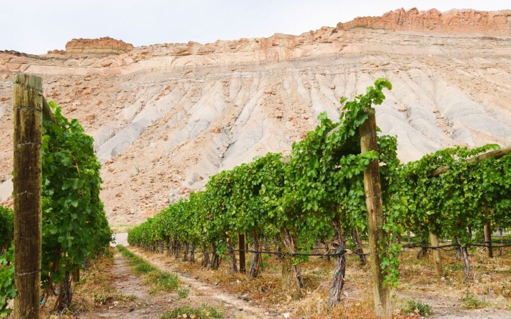 Palisade Colorado Wine Country Vineyards