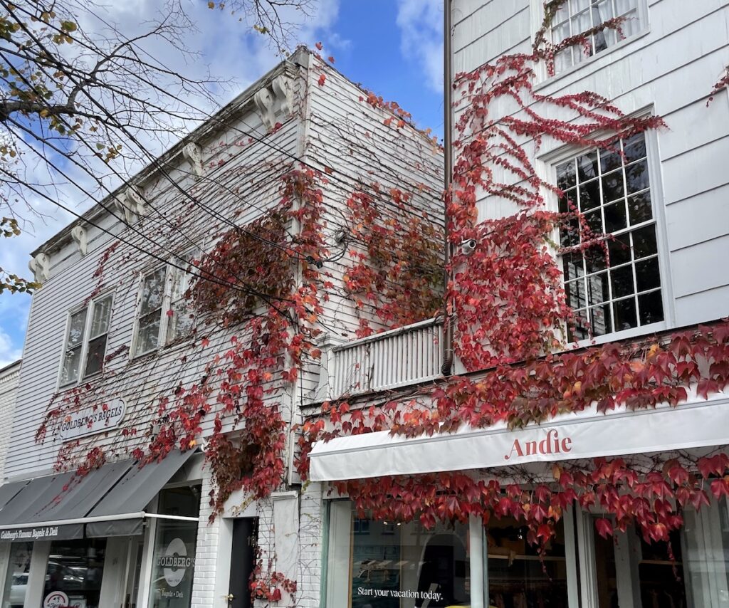 White shingled buildings covered in ivy turned bright red in fall, shopping area on Main Street in Sag Harbor on sunny fall day. Main Street, Sag Harbor, New York, The Hamptons.