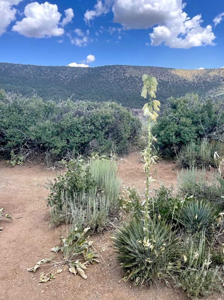 Yucca plants Black Canyon of the Gunnison National Park Montrose Colorado