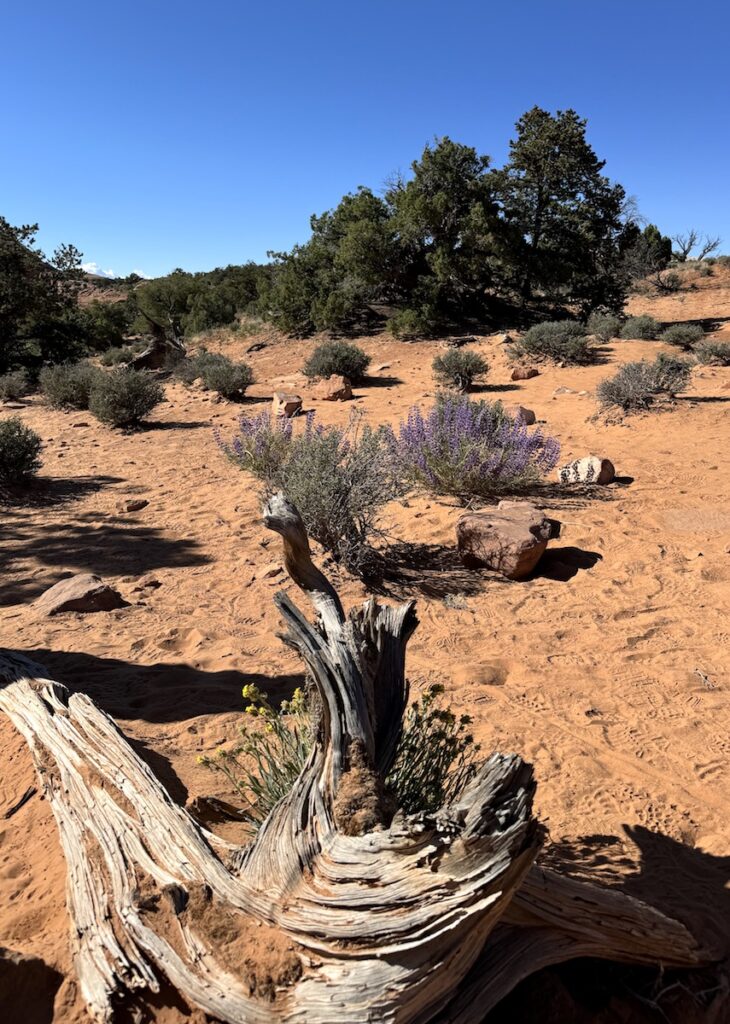 Desert landscape with orange sand, dead tree branch, purple and yellow wildflowers on sunny early summer day in Canyonlands National Park, Mesa Arch Hiking Trail, Canyonlands National Park Island In The Sky, Moab, Utah.