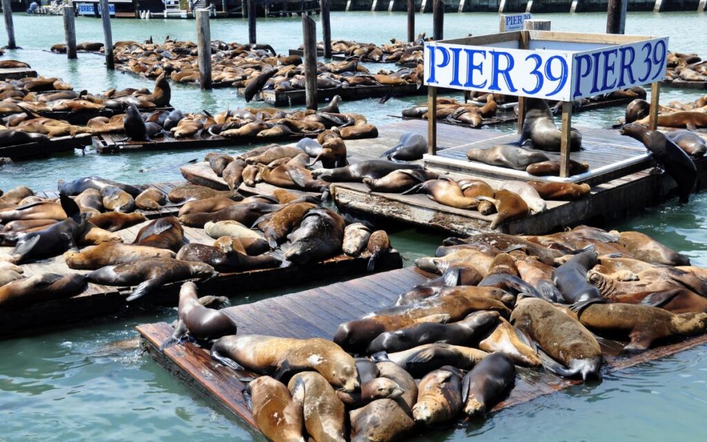 Sea lions covering docks on calm harbor with sign reading "Pier 39." Pier 39 sea lions, Fisherman's Wharf, San Francisco, California.