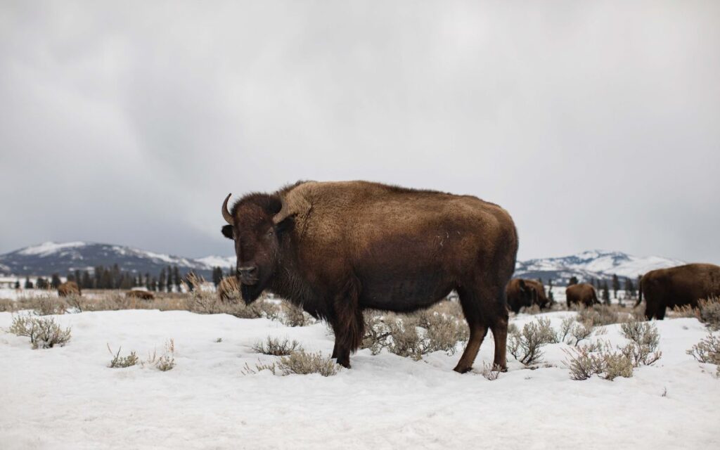 Male buffalo (American bison) standing in snowy field amid other buffalo with snowy mountains in background on grey winter day. Yellowstone National Park, Wyoming.