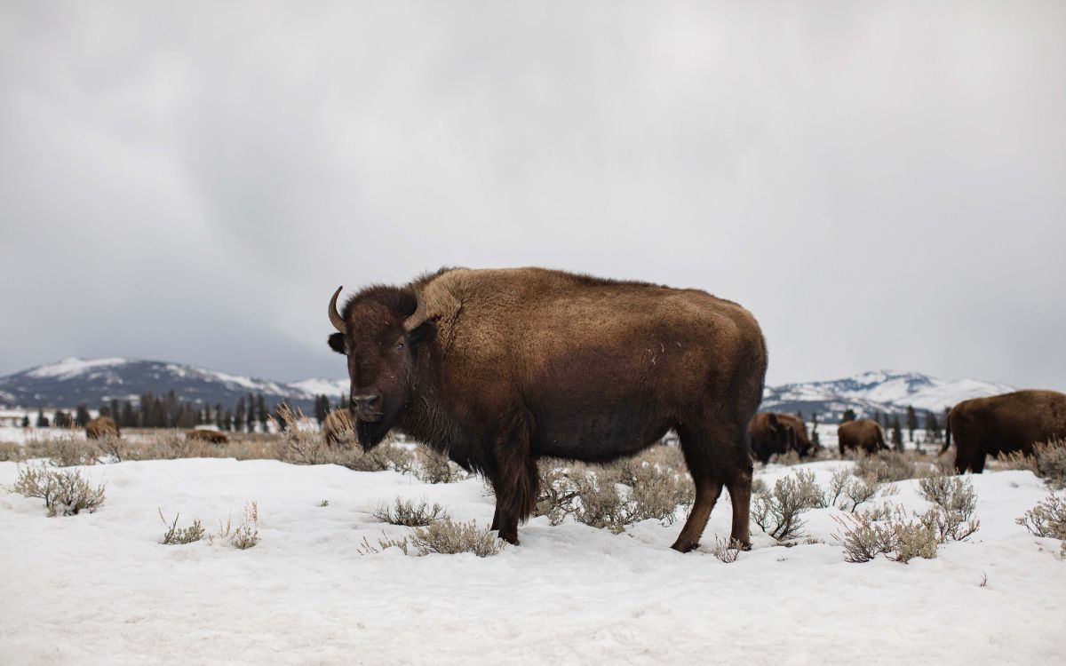 Male buffalo (American bison) standing in snowy field amid other buffalo with snowy mountains in background on grey winter day. Yellowstone National Park, Wyoming.