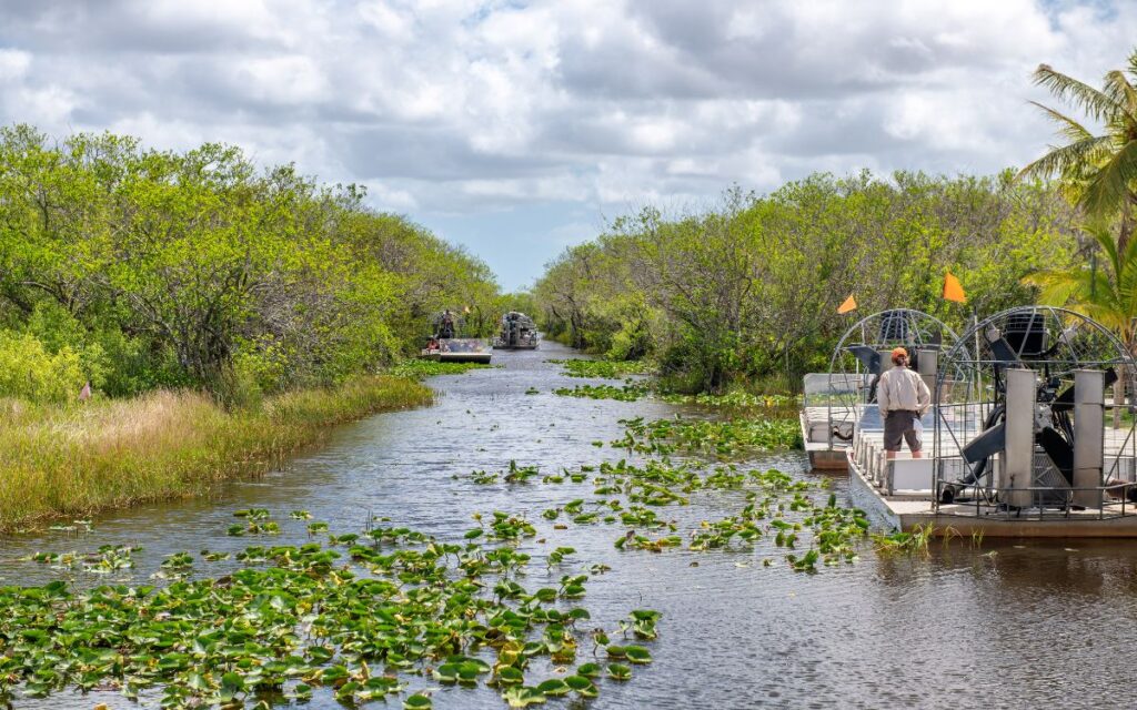 Airboat in green swamp surrounded by tall green trees on sunny day. Everglades National Park, Florida.