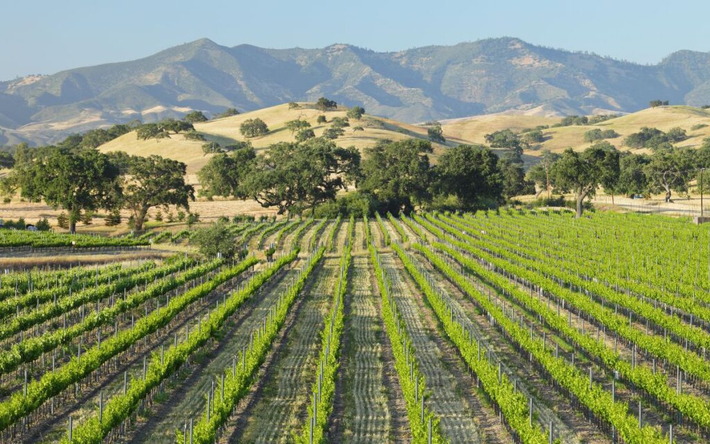 santa ynez valley vineyard santa barbara california