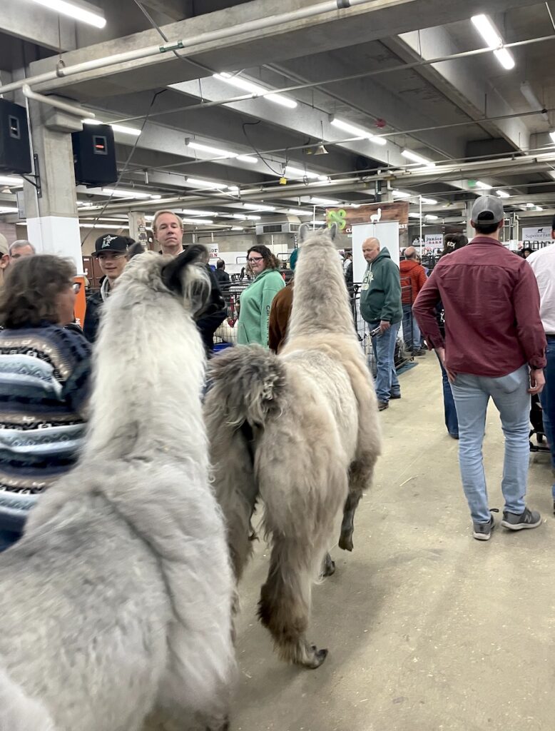 Show llamas at National Western Stockshow Denver Colorado