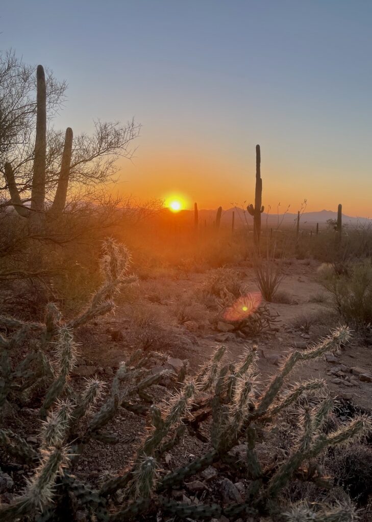Sunset over desert landscape full of cactus with mountains in the distance on cloudless evening. Signal Hill Petroglyphs, Saguaro National Park, West Side, Tucson, Arizona.
