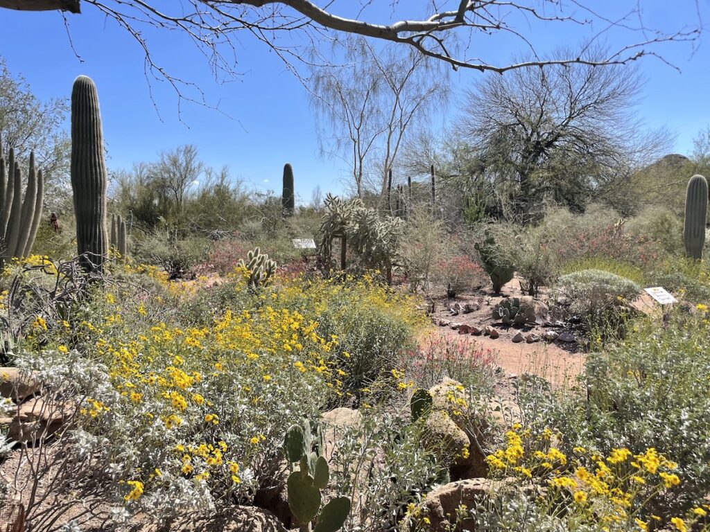 desert botantical gardens arizona