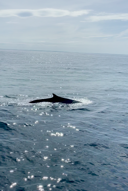 fin whale cape cod whale watching tour Stellwagen Bank National Marine Sanctuary massachusetts