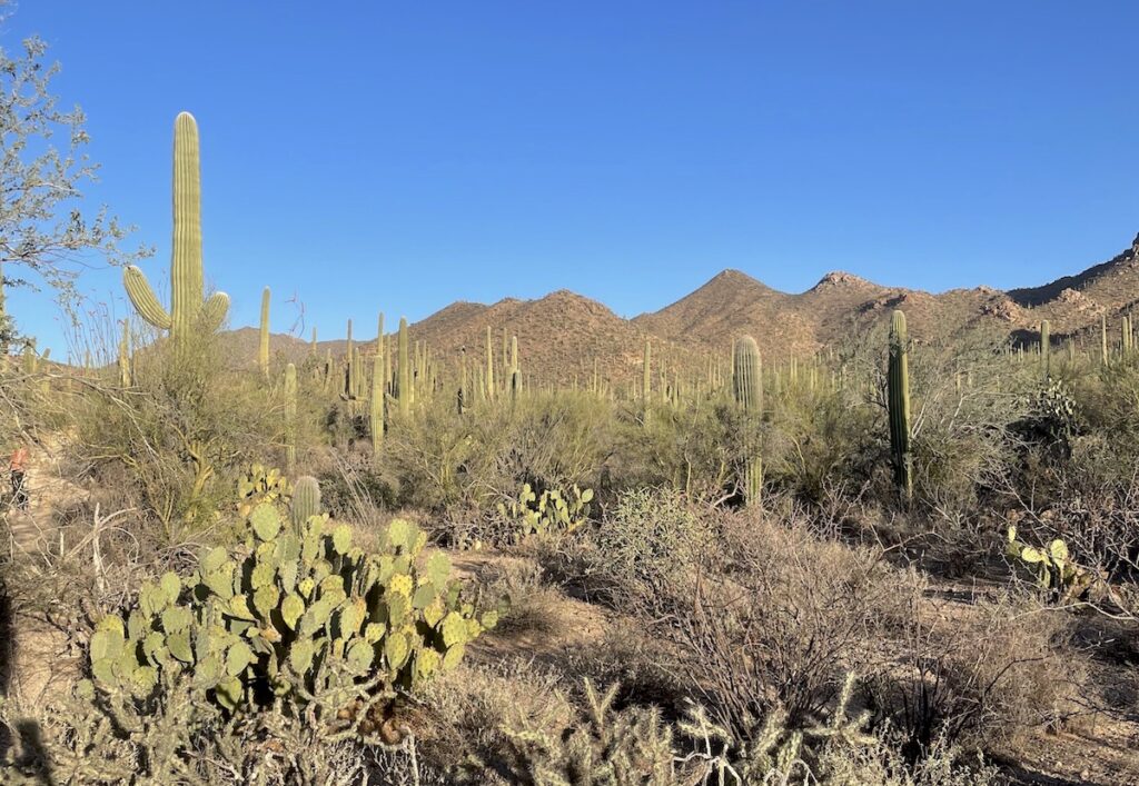 saguaros in Saguaro National Park west side tucson arizona