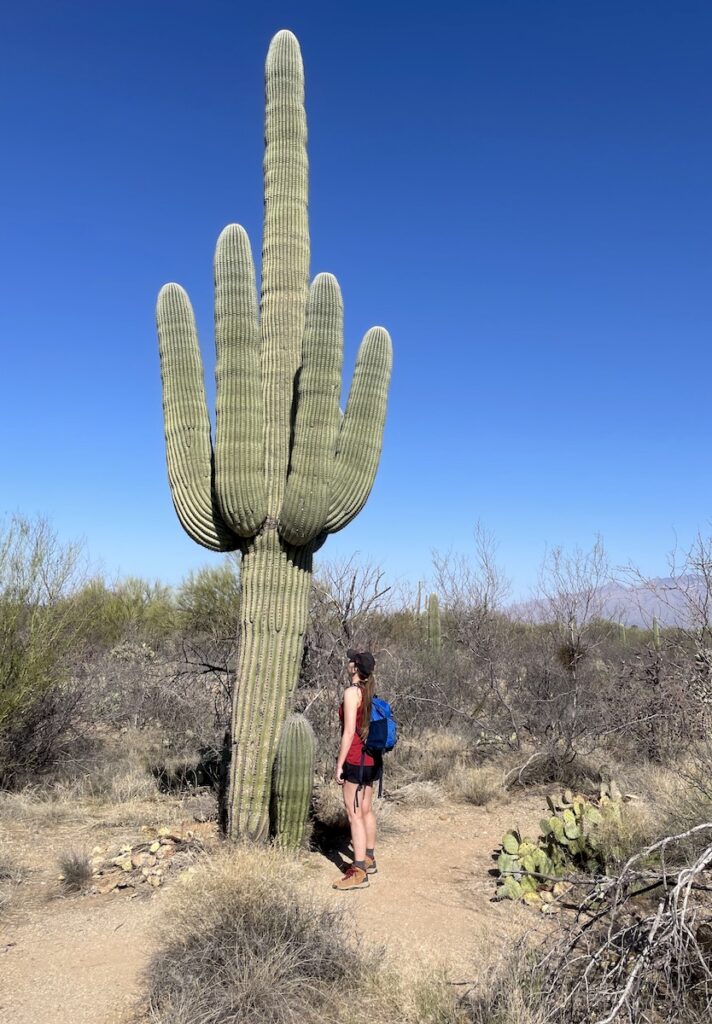 woman hiking saguaro national park east side tucson arizona