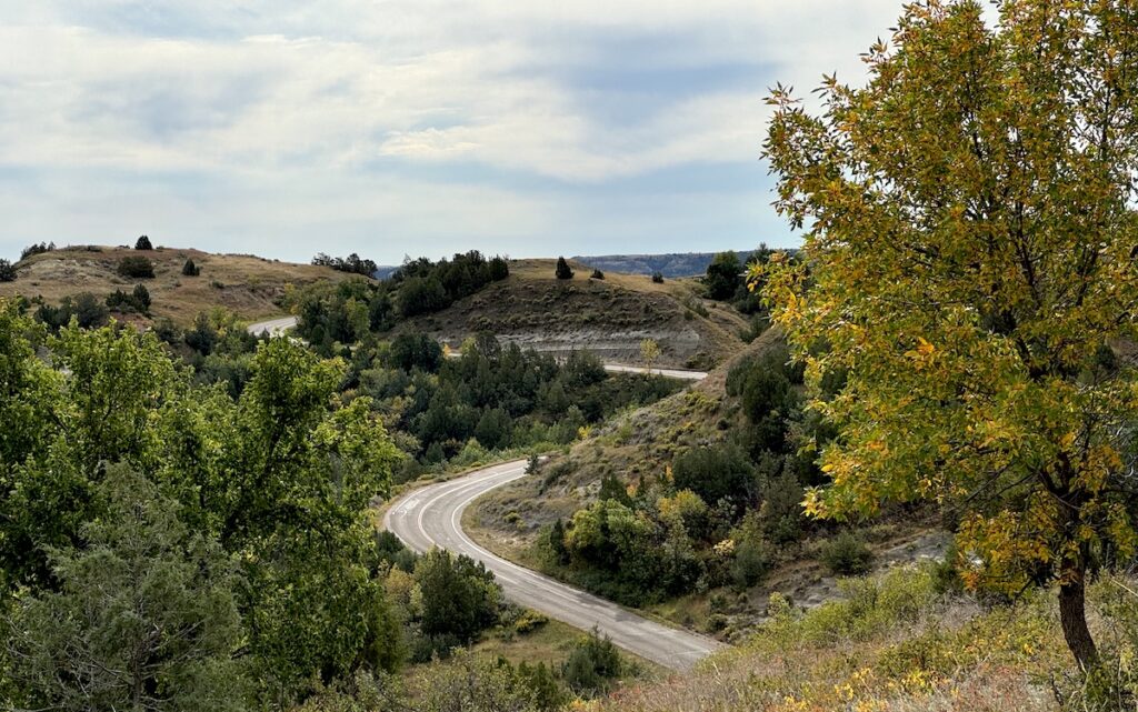 Paved road winding through forest with fall colors on sunny afternoon, North Unit Scenic Drive, Theodore Roosevelt National Park North Unit, North Dakota.