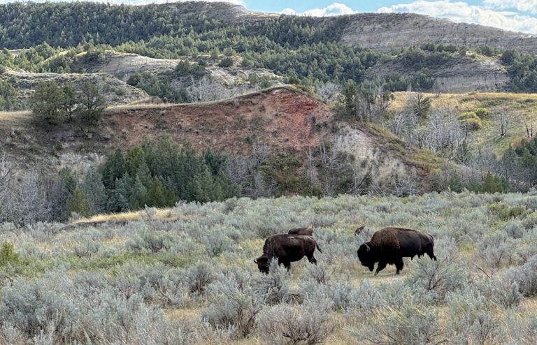 Buffalo/bison walking through field with colorful mountains in background in Theodore Roosevelt National Park South Unit, North Dakota.