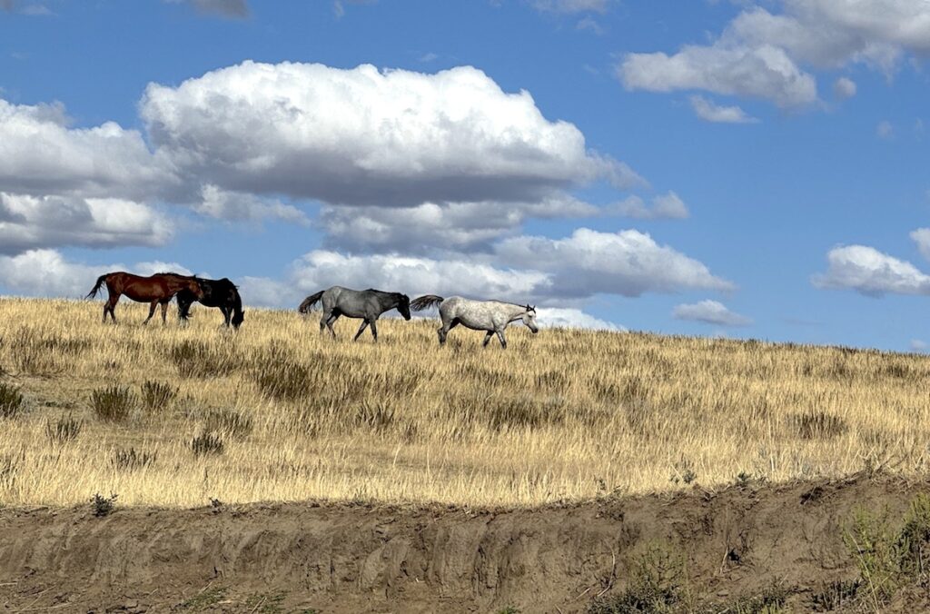 Three wild horses walking through an open prairie on sunny day in Theodore Roosevelt National Park South Unit, North Dakota.