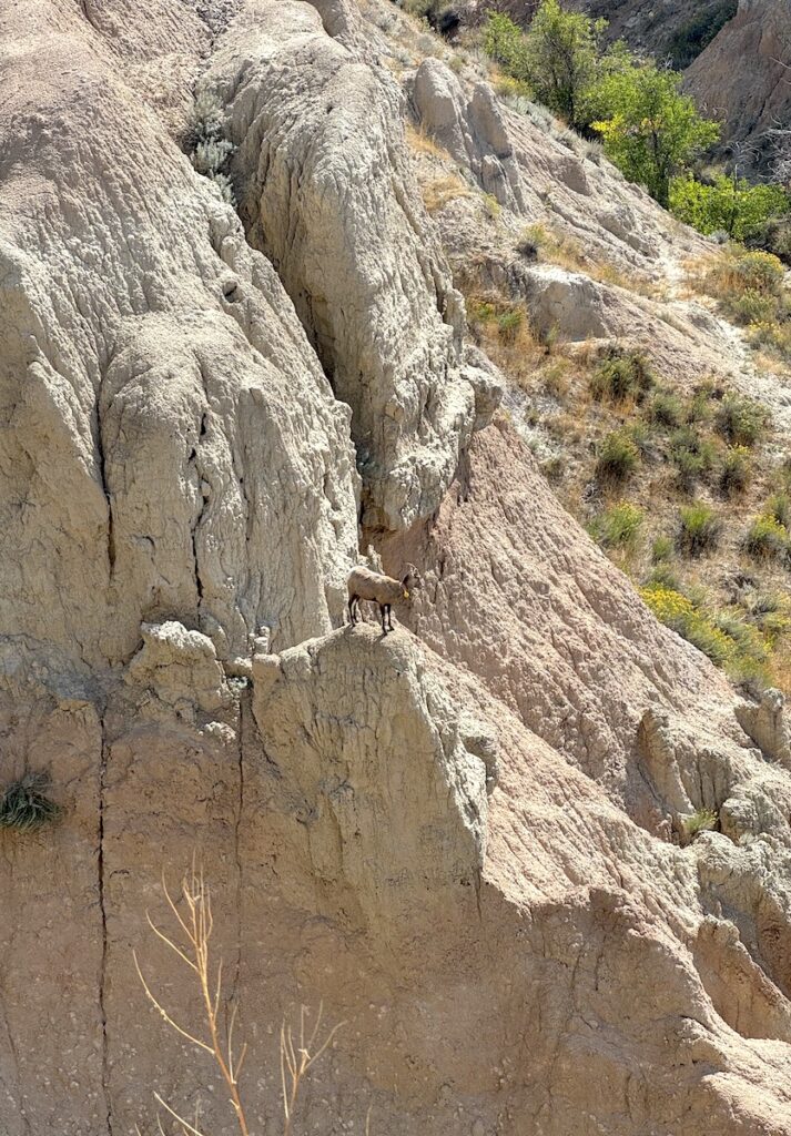 Mountain goat standing on tall rock surrounded by badlands on sunny day. Badlands National Park, South Dakota.