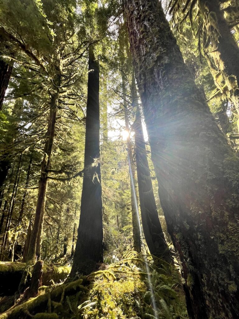 Sun rays shining through moss-covered trees in dense forest. Sol Duc Falls trail, Olympic National Park, Olympic Peninsula, Washington.