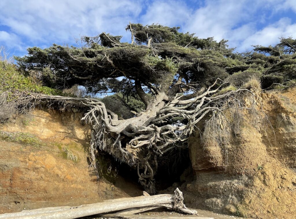 Sitka spruce with exposed roots near ocean on sunny day. Tree of Life, Kalaloch Beach, Olympic National Park, Olympic Peninsula, Washington.