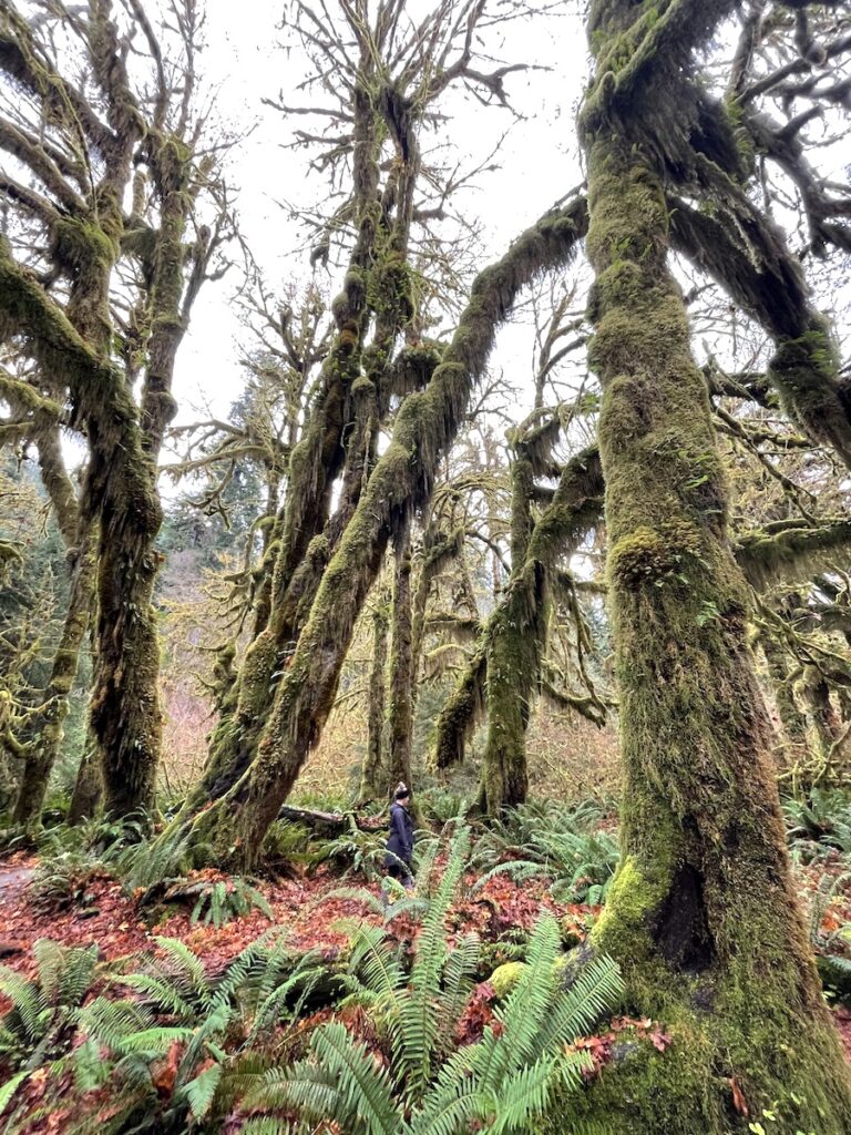 Woman hiking in forest full of ferns, moss covered trees, and forest floor full of red leaves on gloomy morning in fall. Trail of Mosses, Hoh Rainforest, Olympic National Park, Olympic Peninsula, Washington.