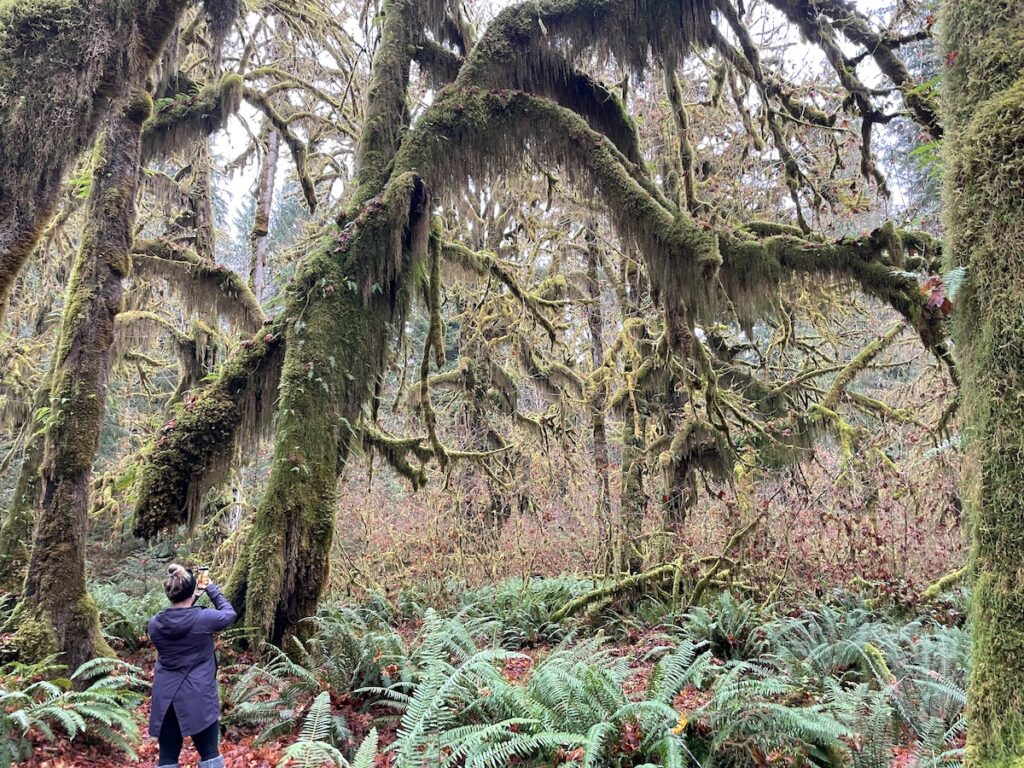 Woman taking photos in forest full of ferns, moss covered trees, and forest floor full of red leaves on gloomy morning in fall. Trail of Mosses, Hoh Rainforest, Olympic National Park, Olympic Peninsula, Washington.