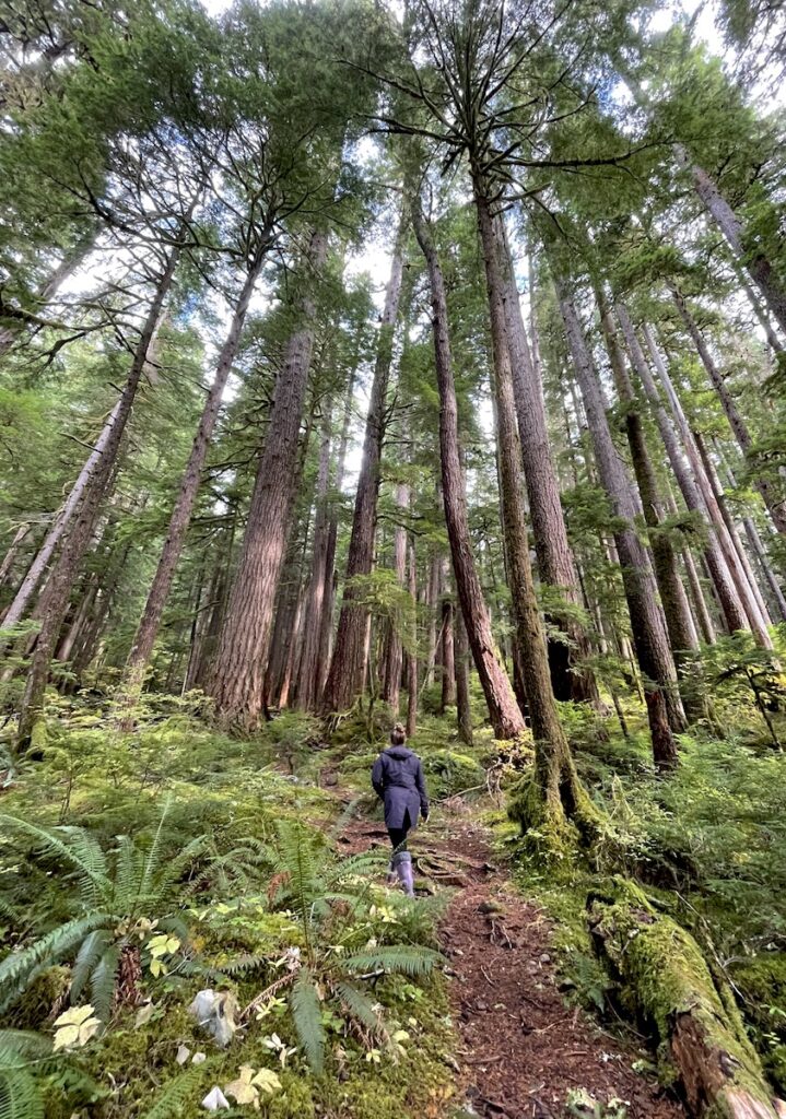 Woman walking on trail through lush forest with tall pine trees, moss-covered forest floor, and ferns. Sol Duc Falls, Olympic National Park, Olympic Peninsula, Washington.