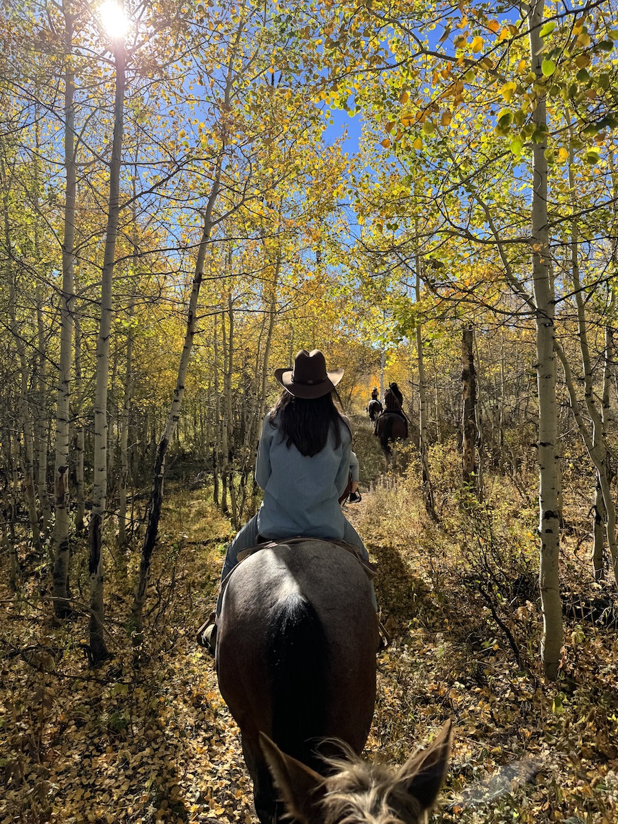 Woman in cowboy hat riding horse through yellow aspen groves on sunny day. Horseback riding in the mountains of Colorado during fall.