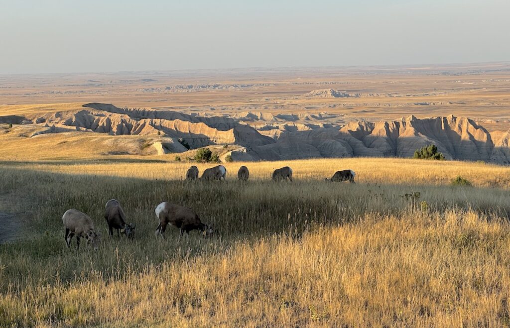 Bighorn sheep grazing in prairie grass with dramatic badlands in distance on hazy summer evening. Pinnacles Overlook, Badlands National Park, South Dakota.