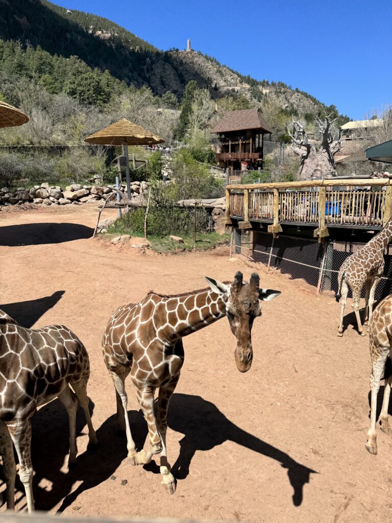 feeding giraffes at cheyenne mountain zoo colorado springs