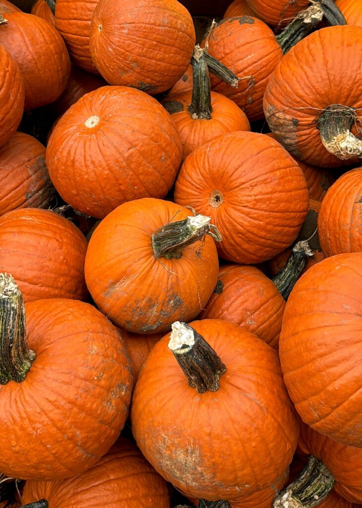 Barrel of mini pumpkins. Munson Farms, Boulder, Colorado.