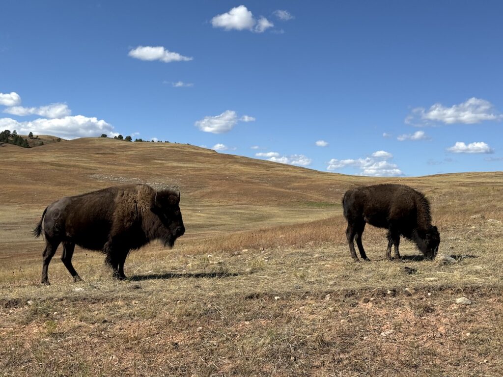Bison grazing in sunny prairie land on fall day. Wildlife Loop Road, Custer State Park, Black Hills, South Dakota.