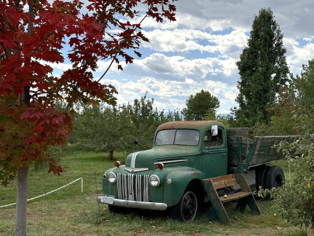 Green antique truck with apple orchard in background and red tree in foreground on fall afternoon. Ya Ya Farm & Orchard, Longmont, Colorado.