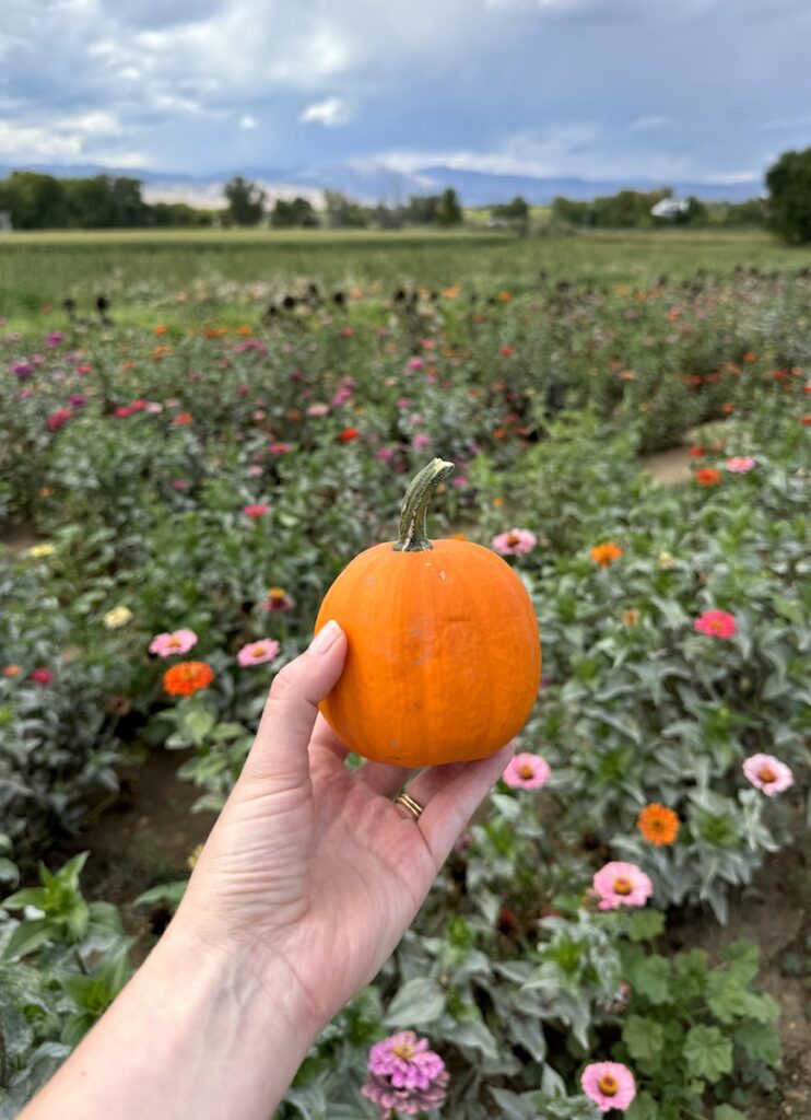 mini pumpkin and field of flowers munson farms boulder colorado