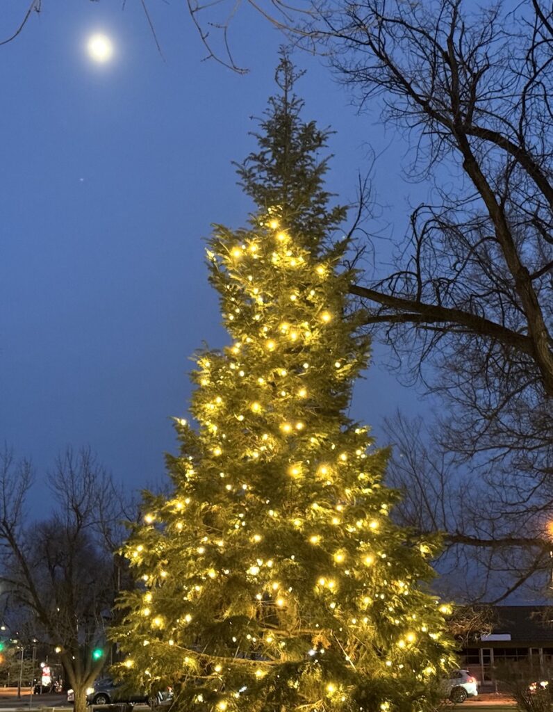 holiday tree in Acacia Park downtown colorado springs